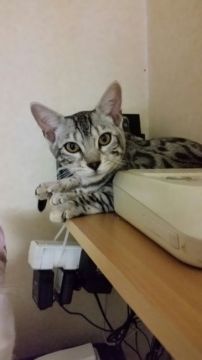 ベンガル【滋賀県・女の子・2016年7月19日・ブラックシルバースポテットタビー】の写真「お腹を撫でられるのが好きな子です」