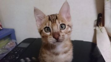 ベンガル【滋賀県・女の子・2015年10月4日・ブラウンスポテッドタビー】の写真「明るいカラーの女の子」