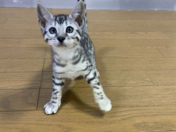 ベンガル【滋賀県・女の子・2021年10月15日・ブラックシルバースポテットタビー】の写真「シルバー女の子。」