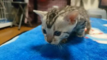 ベンガル【滋賀県・男の子・2017年1月1日・ブラックシルバースポットタビー】の写真「数少ないシルバー」