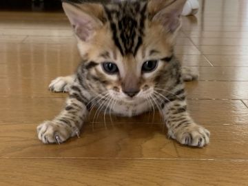 ベンガル【滋賀県・男の子・2021年2月3日・ブラウンスポテットタビー】の写真「ムチムチ」