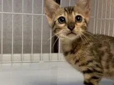 ベンガル【滋賀県・女の子・2020年7月18日・ブラウンスポテットタビー】の写真1