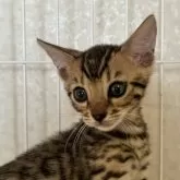 ベンガル【滋賀県・女の子・2024年6月20日・ブラウンスポテットタビー】の写真1