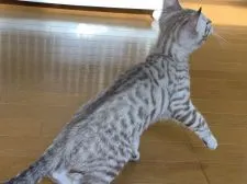 ベンガル【滋賀県・男の子・2020年10月16日・シールミンクスポテットタビー】の写真2