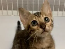 ベンガル【滋賀県・女の子・2020年7月18日・ブラウンスポテットタビー】の写真3