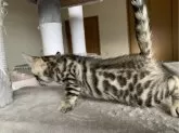 ベンガル【滋賀県・女の子・2023年12月5日・ブラウンスポテットタビー】の写真3