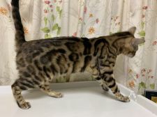 ベンガル【・女の子・2021年8月25日・ブラウンスポテットタビー】