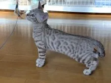 ベンガル【滋賀県・男の子・2020年10月16日・シールミンクスポテットタビー】の写真3