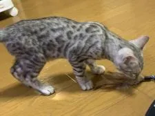 ベンガル【滋賀県・女の子・2021年12月30日・ブラックシルバースポテットタビー】の写真3