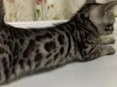 ベンガル【滋賀県・男の子・2022年9月28日・ブラックシルバースポテットタビー】の写真3