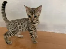 ベンガル【滋賀県・女の子・2021年6月6日・ブラウンスポテットタビー】の写真4