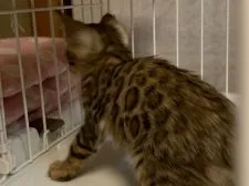 ベンガル【滋賀県・女の子・2020年7月18日・ブラウンスポテットタビー】の写真4