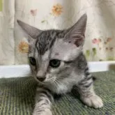 ベンガル【滋賀県・男の子・2023年4月29日・ブラックシルバースポテットタビー】の写真5