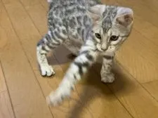 ベンガル【滋賀県・女の子・2021年12月30日・ブラックシルバースポテットタビー】の写真5