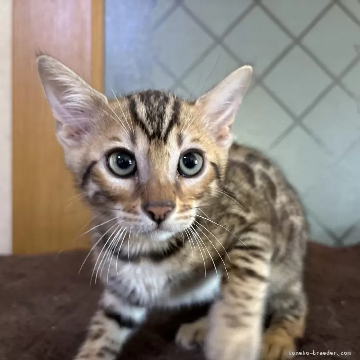 ID：2507-01550の子猫