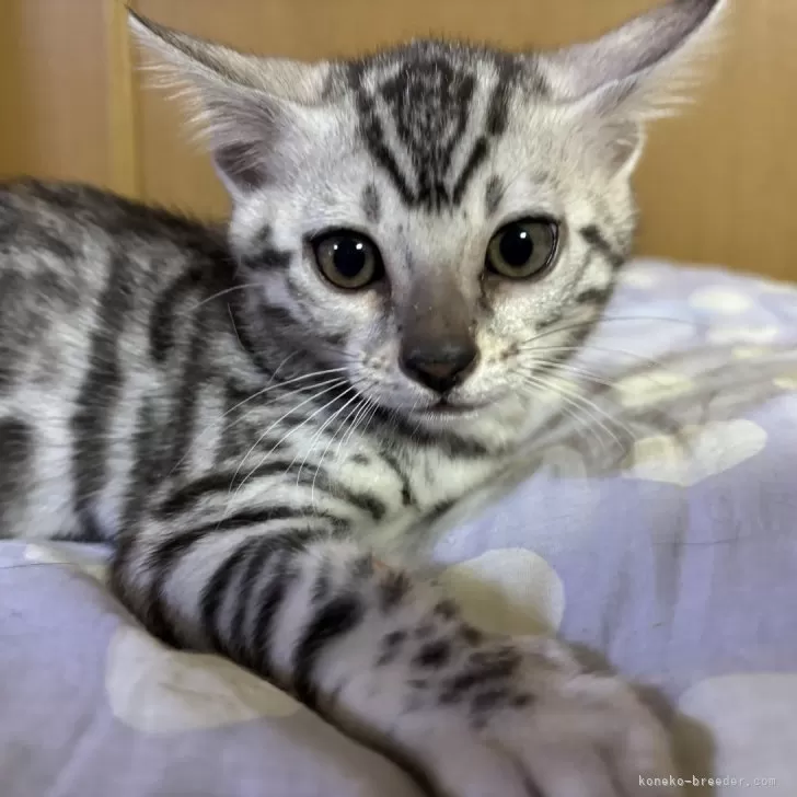 ID:2502-01838の子猫
