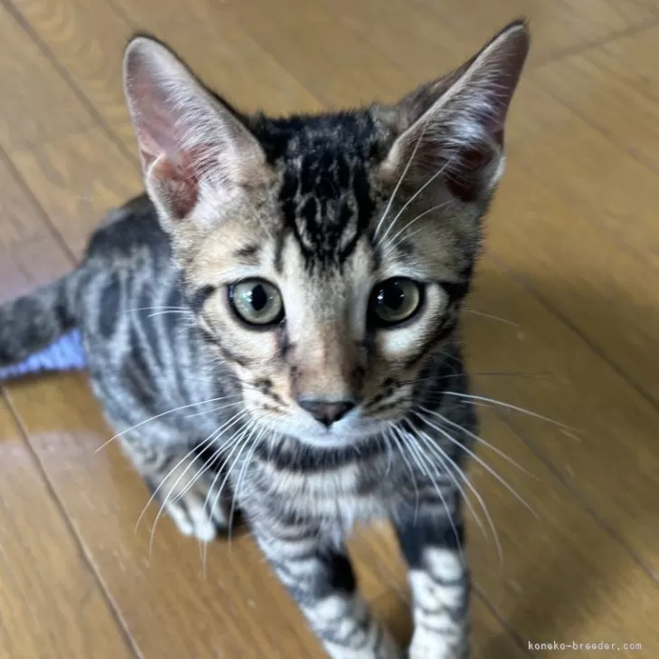 ID:2412-01406の子猫