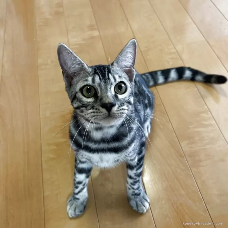 ベンガル【滋賀県・男の子・2025年3月27日・ブラックシルバースポテットタビー】の写真1