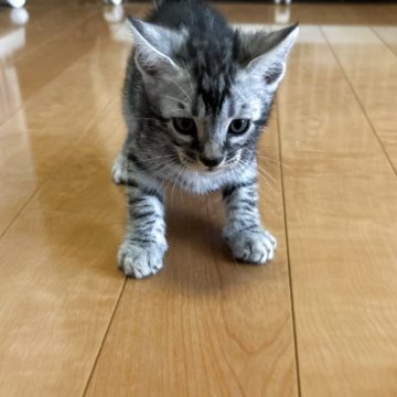 ベンガル【滋賀県・男の子・2025年8月7日・ブラックシルバースポテットタビー】の写真「濃いシルバー綺麗です。」
