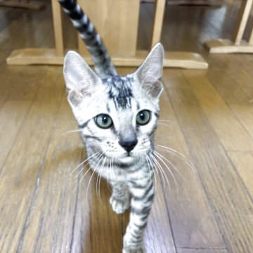 ベンガル【滋賀県・男の子・2025年8月7日・ブラックシルバースポテットタビー】の写真「明るめのシルバー」