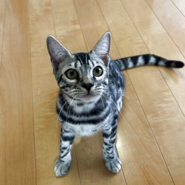 ベンガル【滋賀県・男の子・2025年3月27日・ブラックシルバースポテットタビー】の写真「黒くっきりシルバー」