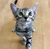 ベンガル