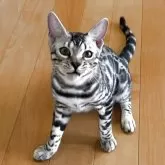 ベンガル
