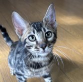 ベンガル