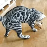 ベンガル【滋賀県・男の子・2025年3月27日・ブラックシルバースポテットタビー】の写真2