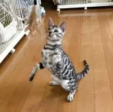 ベンガル【滋賀県・男の子・2025年3月27日・ブラックシルバースポテットタビー】の写真8