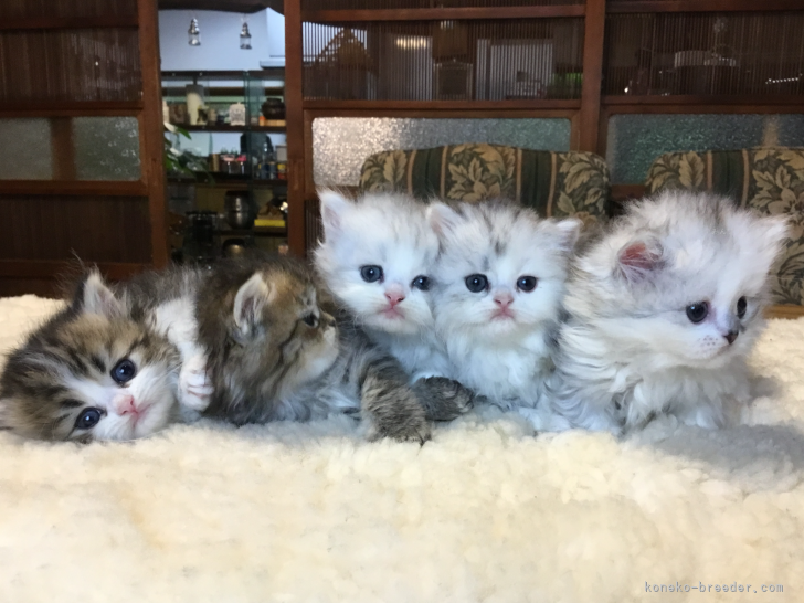 💙❤️５人兄妹｜市川　俊(いちかわ　とし)ブリーダー(福島県・ミヌエットなど・ICC登録)の紹介写真4