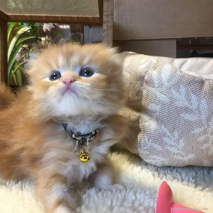 ID：2404-02742の子猫