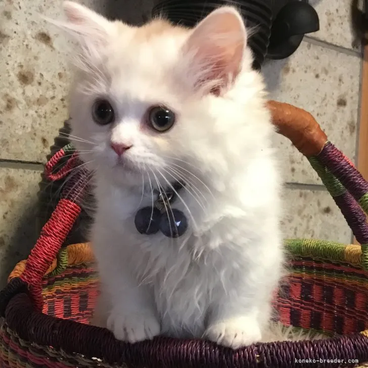 ID：2306-00158の子猫