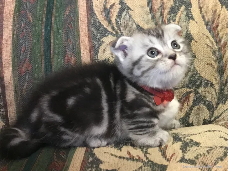 ID:2108-01588の子猫