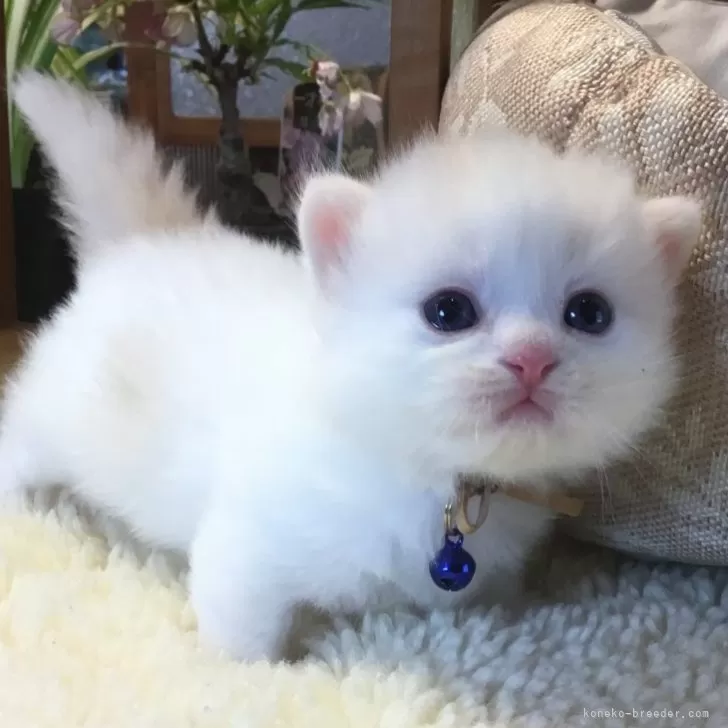 ID:2405-00969の子猫