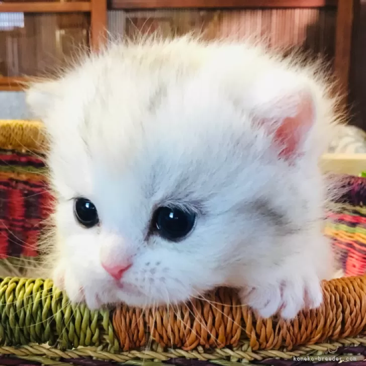 ID：2312-00843の子猫