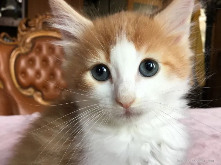 ID:1904-01845の子猫