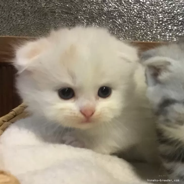 ID：2409-01509の子猫