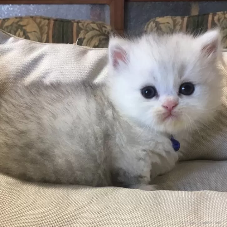 ID:2406-01369の子猫