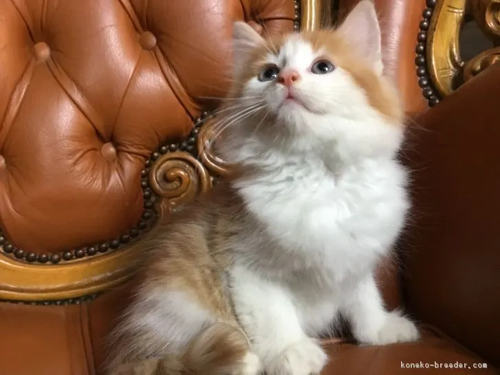 ID：1809-01550の子猫