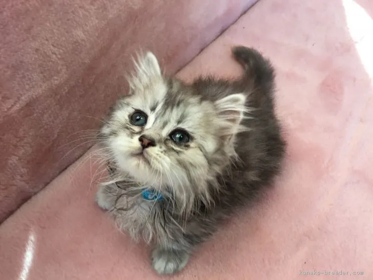 ID：1712-00130の子猫