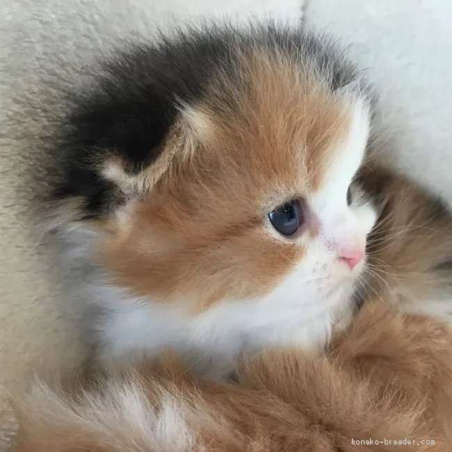 ID:1903-00832の子猫