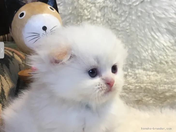 ID：2203-01960の子猫