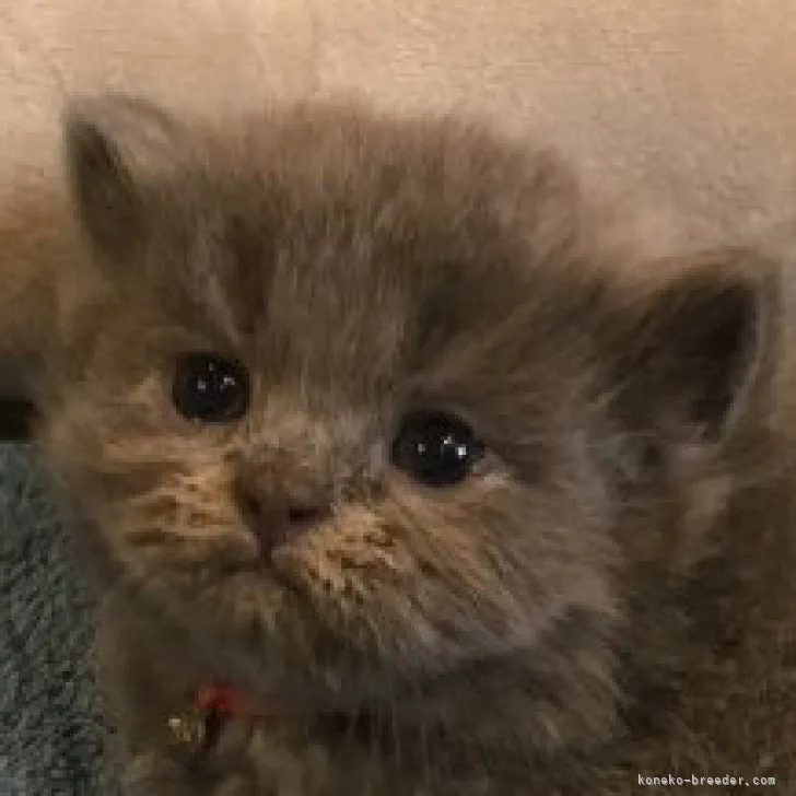 ID：2306-02658の子猫