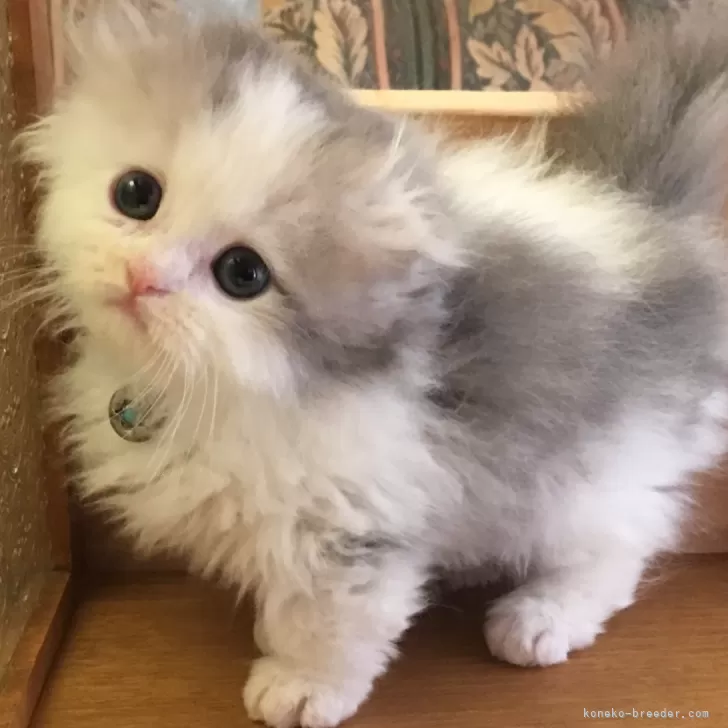 ID：2403-00607の子猫