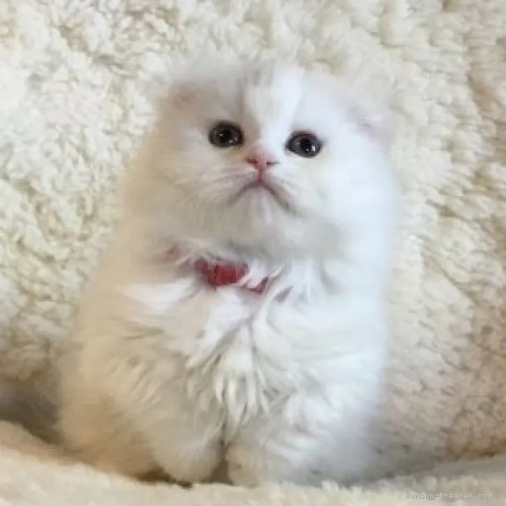 ID：2302-01958の子猫