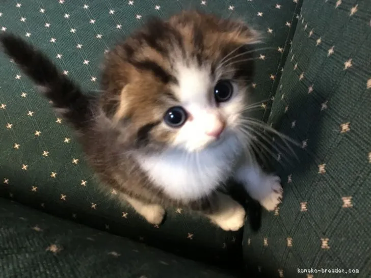 ID：1907-01269の子猫