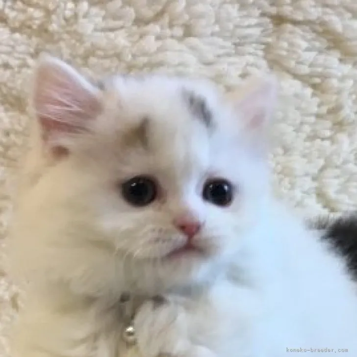 ID：2303-00487の子猫