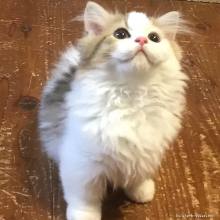 ID:2407-02031の子猫