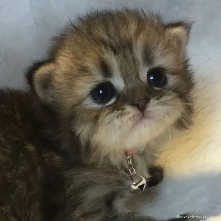 ID：2406-01367の子猫